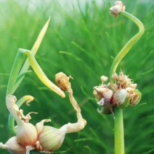 30 Egyptian Walking Onions Bulbs For Planting, Egyptian Walking Onions, Egyptian Walking Onion Seeds