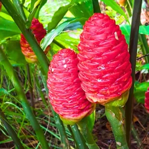 8 Awapuhi Shampoo Ginger Root Live Plant - Zingiber Zerumbet for Natural Beauty Care