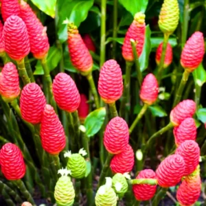 6 Zingiber Zerumbet Awapuhi Shampoo Ginger Roots - Ginger Live Plant