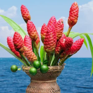 Awapuhi Shampoo Ginger (Zingiber zerumbet) Roots - Ornamenatl Hawaiian Ginger Plant Live