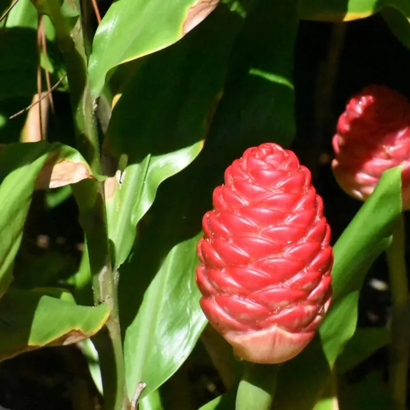 Awapuhi Shampoo Ginger (Zingiber zerumbet) Roots - Ornamenatl Hawaiian Ginger Plant Live