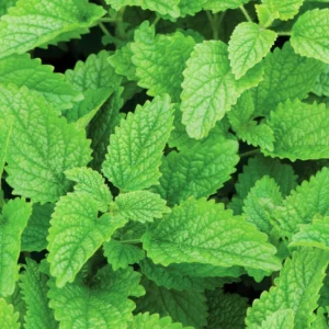 2 Lemon Balm Plant Live, Lemon Balm Plants Live In Pot, Live Lemon Balm Plant, Lemon Balm Plants Live Outdoor Herb Plant
