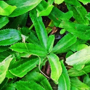 3 to 4 Culantro Plants Live, Potted Live Culantro Plant, Culantro Live Plants, Culantro Herb for Garden