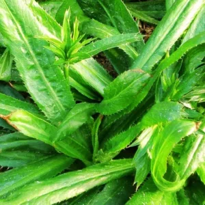 3 to 4 Culantro Plants Live, Potted Live Culantro Plant, Culantro Live Plants, Culantro Herb for Garden