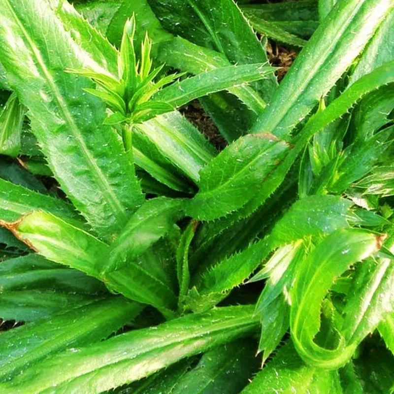 3 to 4 Culantro Plants Live, Potted Live Culantro Plant, Culantro Live Plants, Culantro Herb for Garden