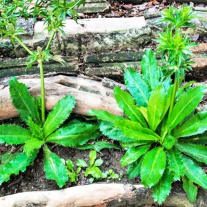 3 to 4 Culantro Plants Live, Potted Live Culantro Plant, Culantro Live Plants, Culantro Herb for Garden