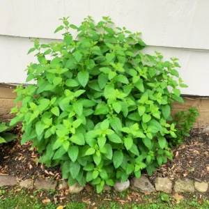 2 Lemon Balm Plant Live, Lemon Balm Plants Live In Pot, Live Lemon Balm Plant, Lemon Balm Plants Live Outdoor Herb Plant