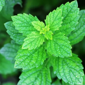 2 Lemon Balm Plant Live, Lemon Balm Plants Live In Pot, Live Lemon Balm Plant, Lemon Balm Plants Live Outdoor Herb Plant