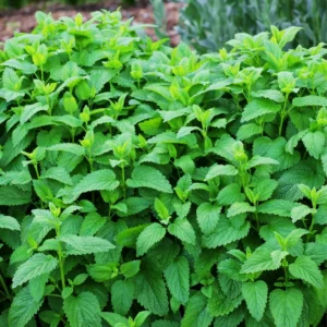 2 Lemon Balm Plant Live, Lemon Balm Plants Live In Pot, Live Lemon Balm Plant, Lemon Balm Plants Live Outdoor Herb Plant