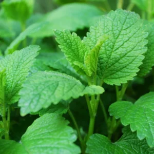 2 Lemon Balm Plant Live, Lemon Balm Plants Live In Pot, Live Lemon Balm Plant, Lemon Balm Plants Live Outdoor Herb Plant