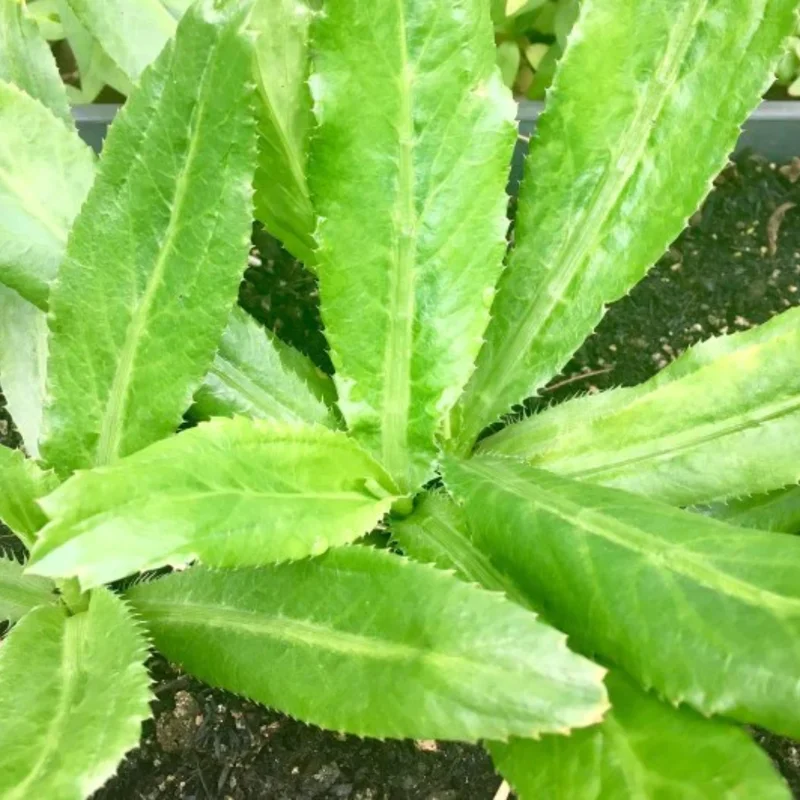 Culantro Plant Live for Planting Garden, 3 to 4 Plants in Pot, Live Culantro Plant, Culantro Live Plants, Full Roots,Ready to Plant