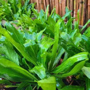 Culantro Plant Live for Planting Outdoors, 3 to 4 Plants in Pot, Live Culantro Plant, Culantro Live Plant, Flavorful Culantro Plant