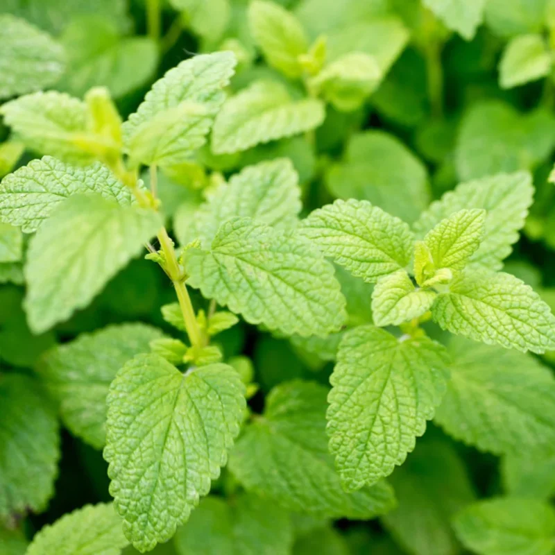 2 Lemon Balm Plant Live, Well Rooted, Ready to Plant, Potted, Lemon Balm Plants Live Outdoor, Lemon Balm Herb Plant, Fresh Lemon Balm Plant