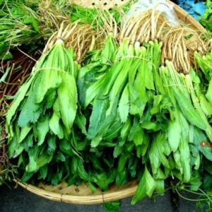 Culantro Plant Live for Planting Garden, 3 to 4 Plants in Pot, Live Culantro Plant, Culantro Live Plants, Full Roots,Ready to Plant