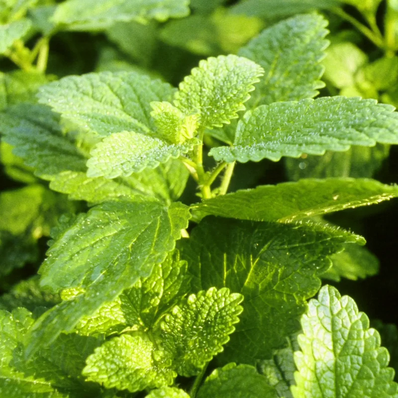 2 Lemon Balm Plant Live, Well Rooted, Ready to Plant, Potted, Lemon Balm Plants Live Outdoor, Lemon Balm Herb Plant, Fresh Lemon Balm Plant
