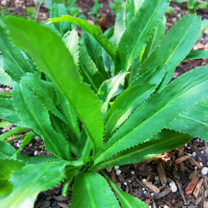 3 to 4 Culantro Plants Live, Potted Live Culantro Plant, Culantro Live Plants, Culantro Herb for Garden