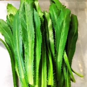 Culantro Plant Live for Planting Outdoors, 3 to 4 Plants in Pot, Live Culantro Plant, Culantro Live Plant, Flavorful Culantro Plant