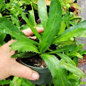 Culantro Plant Live for Planting Garden, 3 to 4 Plants in Pot, Live Culantro Plant, Culantro Live Plants, Full Roots,Ready to Plant