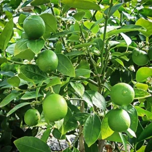 Mature Grafted Key Lime Tree Live Plants for Growing Outdoors, 3 Feet Tall, Gallon Pot, Cannot Ship to CA, Fresh Key Lime Tree