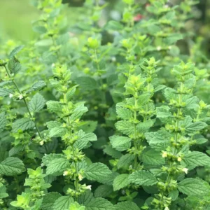 2 Lemon Balm Plant Live, Lemon Balm Plants Live In 4 Inch Pot, Lemon Balm Plants Live Outdoor, Lemon Balm Plants For Inside Outdise, Easy to Plant