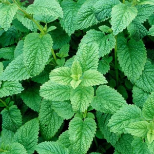2 Lemon Balm Plant Live, Lemon Balm Plants Live In 4 Inch Pot, Lemon Balm Plants Live Outdoor, Lemon Balm Plants For Inside Outdise, Easy to Plant