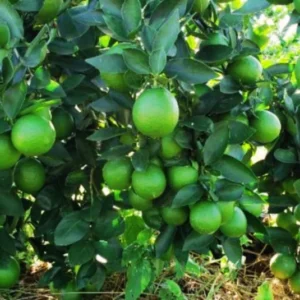 3 Feet Grafted Key Lime Tree Live Plants for Growing Outdoors, 3 Feet Tall, Potted, Cannot Ship to CA, Large Tropcial Fruit