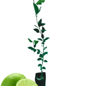 Grafted Key Lime Tree Live Plants for Growing Outdoors, 3 Feet Tall, Potted, Cannot Ship to CA , Fresh Citrus Tree for Garden