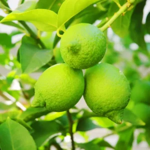 Grafted Key Lime Tree Live Plants for Growing Outdoors, 3 Feet Tall, Potted, Cannot Ship to CA , Fresh Citrus Tree for Garden