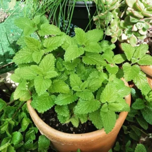 2 Lemon Balm Plant Live, Lemon Balm Plants Live In 4 Inch Pot, Lemon Balm Plants Live Outdoor, Lemon Balm Plants For Inside Outdise, Easy to Plant