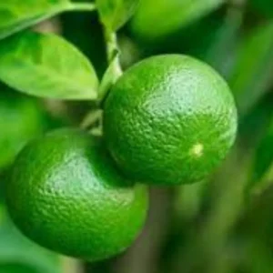 Grafted Key Lime Tree Live Plants for Growing Outdoors, 3 Feet Tall, Potted, Cannot Ship to CA , Fresh Citrus Tree for Garden