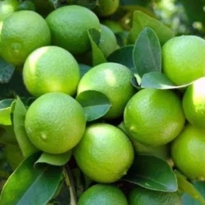 Grafted Key Lime Tree Live Plants for Growing Outdoors, 3 Feet Tall, Potted, Cannot Ship to CA , Fresh Citrus Tree for Garden