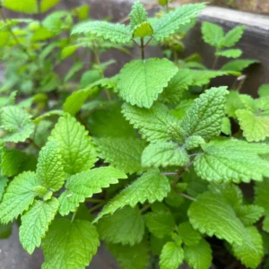 2 Lemon Balm Plant Live, Lemon Balm Plants Live In 4 Inch Pot, Lemon Balm Plants Live Outdoor, Lemon Balm Plants For Inside Outdise, Easy to Plant
