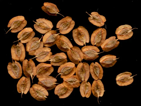 200 Rhubarb Seeds for Planting, Heirloom Non GMO Seeds, High Germination Rate, easy to Plant