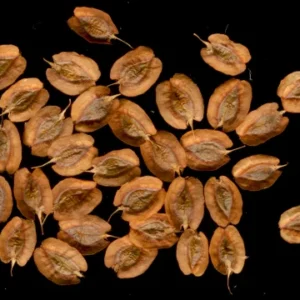 50 Rhubarb Seeds for Planting, Heirloom Non GMO Seeds, High Germination Rate, easy to Plant