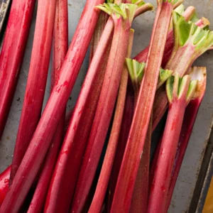 Pack 4 Live Rhubarb Plants for Planting, Red Rhubarb Plant,Rhubarb Root Plant, Rhubarb Plants Live Root, Fresh Rhubarb Plant