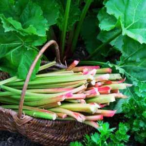 200 Rhubarb Seeds for Planting, Heirloom Non GMO Seeds, High Germination Rate, easy to Plant