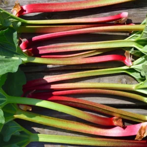 Pack 4 Live Rhubarb Plants for Planting, Red Rhubarb Plant,Rhubarb Root Plant, Rhubarb Plants Live Root, Fresh Rhubarb Plant