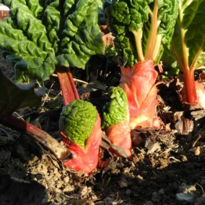 100 Rhubarb Seeds for Planting, Heirloom Non GMO Seeds, High Germination Rate, easy to Plant