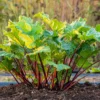 100 Rhubarb Seeds for Planting, Heirloom Non GMO Seeds, High Germination Rate, easy to Plant