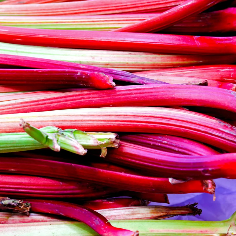 Pack 2 Rhubarb Root Plant for Planting, Rhubarb Plants Live Root, Live Rhubarb Plants, Red Rhubarb Plant, Rhubarb Roots For Planting, Rhubarb Plants, Rhubarb Plant Not Seeds