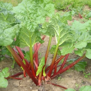 Pack 2 Rhubarb Root Plant for Planting, Rhubarb Plants Live Root, Live Rhubarb Plants, Red Rhubarb Plant, Rhubarb Roots For Planting, Rhubarb Plants, Rhubarb Plant Not Seeds