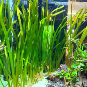 9 Stems of Jungle Vals Plants, Jungle Val Aquarium Plants Live, 3 Bundles, Aquatic Plants Live, Jungle Vallisneria Aquarium Plants, 4 to 6 Inc Tall
