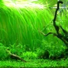 12 Stems of Jungle Vals Plants, Jungle Val Aquarium Plants Live, Aquatic Plants Live, 4 to 6 Inc Tall, Live Aquarium Plants, 4 Bundles