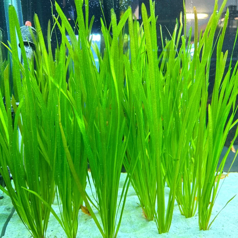 12 Stems of Jungle Vals Plants, Jungle Val Aquarium Plants Live, Aquatic Plants Live, 4 to 6 Inc Tall, Live Aquarium Plants, 4 Bundles