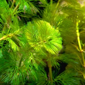 Set of 21 Green Cabomba Plants Live, Aquarium Plants Live, 4 to 7 Inch Tall, Live Aquarium Plants, Cabomba Live Plants, Easy to Plant