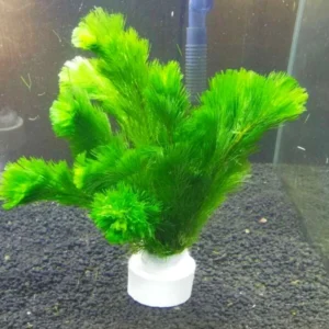 Set of 21 Green Cabomba Plants Live, Aquarium Plants Live, 4 to 7 Inch Tall, Live Aquarium Plants, Cabomba Live Plants, Easy to Plant