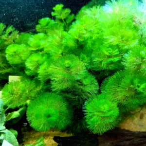 Set of 42 Green Cabomba Plants Live, Aquarium Plants Live, 4 to 7 Inch Tall, Live Aquarium Plants, Cabomba Live Plants, Easy to Plant