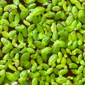 Small Duckweed Live Plants for Aquarium, 2000 Plants, Live Duckweed Plants, Aquarium Plants Live, Aquarium Plant Duckweed Plant, Easy to Plant