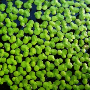 Duckweed Live Plants for Aquarium, 4000 Plants, Live Small Duckweed Plants, Aquarium Plants Live, Aquarium Plant Duckweed Plant, Easy to Plant