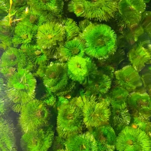 Set of 42 Green Cabomba Plants Live, Aquarium Plants Live, 4 to 7 Inch Tall, Live Aquarium Plants, Cabomba Live Plants, Easy to Plant